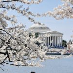 2024-Cherry-Blossom-DC