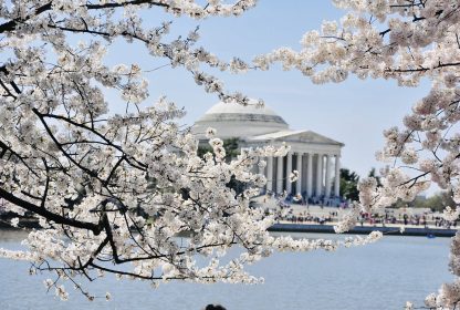 Witnessing Spring’s Splendor: Nowy Traveler’s Guide to Cherry Blossoms in Washington DC 2024