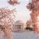 2025 DC Cherry Blossom