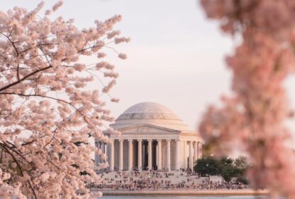 Witnessing Spring’s Splendor: Nowy Traveler’s Guide to Cherry Blossoms in Washington DC 2025