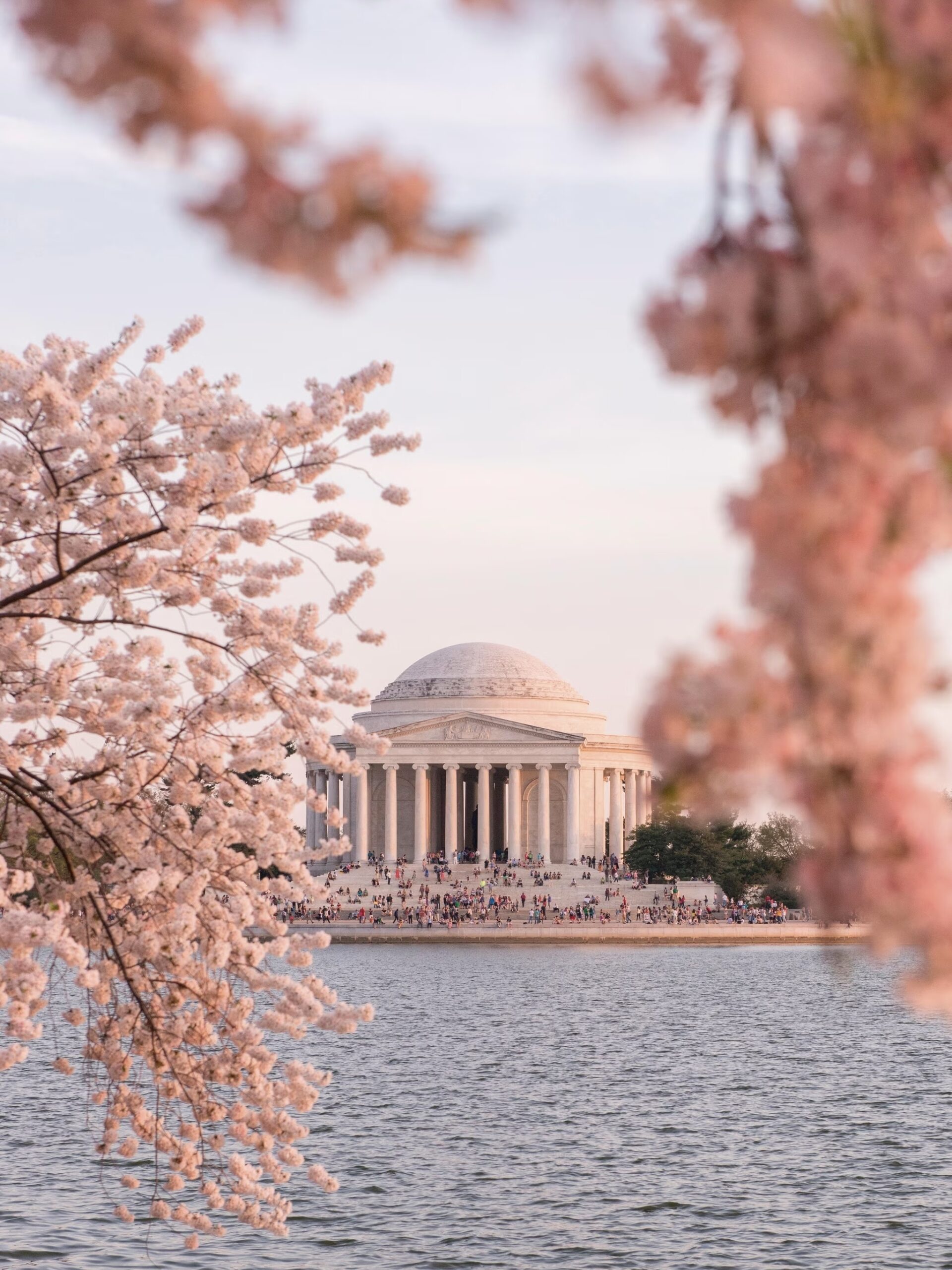 2025 DC Cherry Blossom