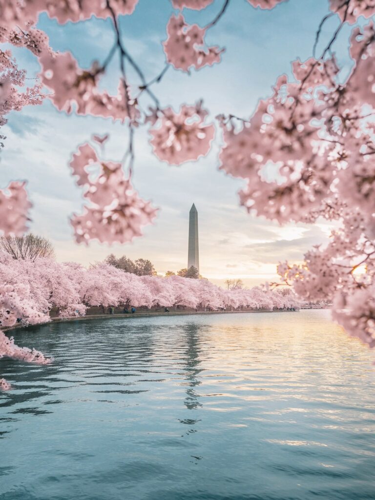 2025 DC Cherry Blossom