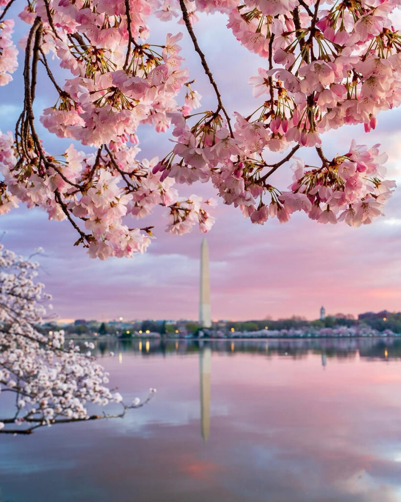 2025 DC Cherry Blossom